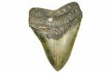 Serrated, Fossil Megalodon Tooth - North Carolina #370209-1